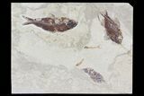Cretaceous Fossil Fish (Ctenothrissa, Nematonotus) - Lebanon #70310-1
